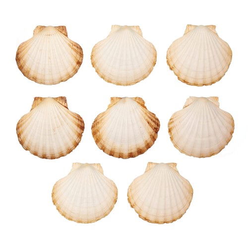 Coquilles saint jacques - coquilles,