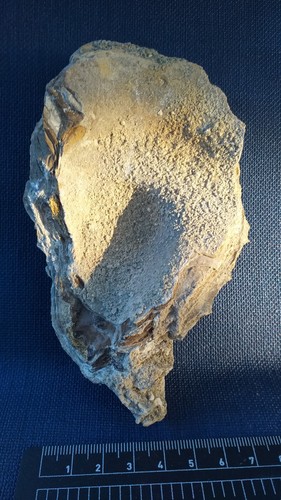 Ostrea crassissima huitre - ostrea, crassissima,