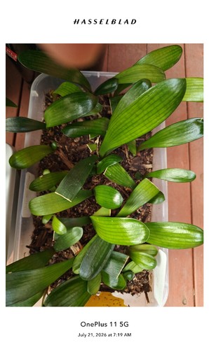 Lost tag clivia seedlings - 6,
