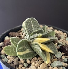 Gasteria Glomerata Variegata