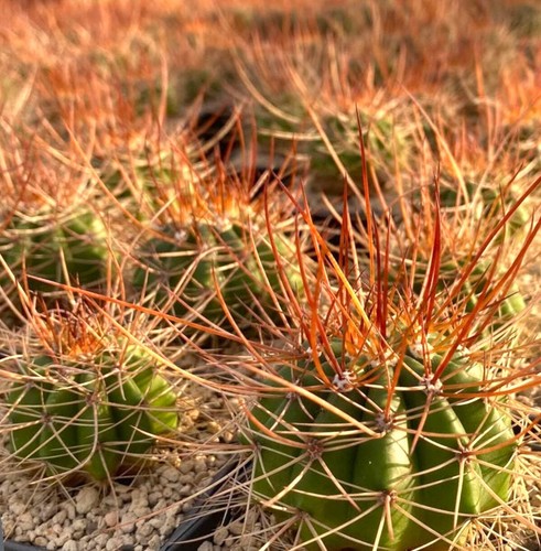 Melocactus longispinus hu435 - melocactus,