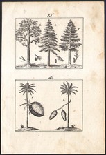 1833 gravure originale Arbres