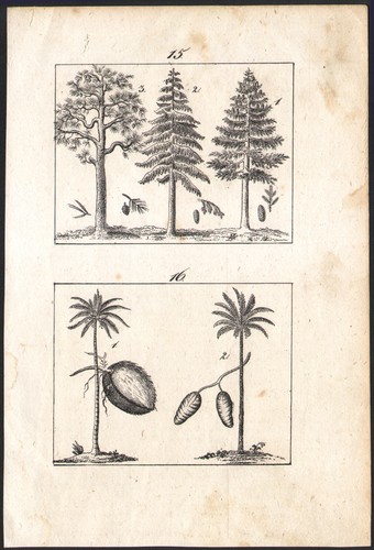 1833 gravure originale arbres - 1833,