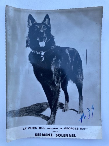 Photo chien policier - le,
