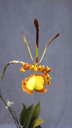 Psychopsis mendenhall hildos - psychopsis, 'hildos'