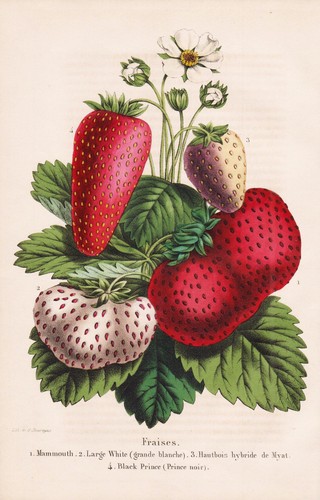 Fraises mammouth erdbeere - fraises,