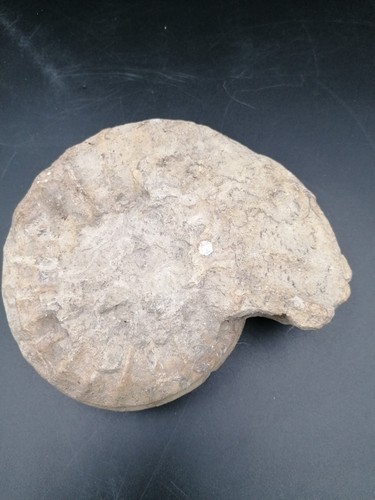 Fossil ammonite 17cm de - d'ammonite,,