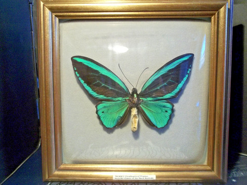 Papillon tro ide ornithoptera - papillon,