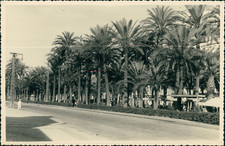 Espagne, Palmiers, ca.1952, Vintage silver print Vintage silver printCette i
