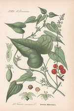 Schmerwurz Dioscorea Communis