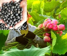 50 graines de lotus Nelumbo