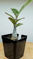 Adenium boehmianum  ➡️--- VERY RARE PLANT---CAUDEX