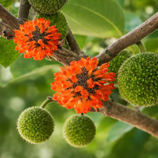 Broussonetia papyrifera -