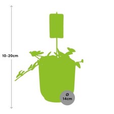 Peperomia ‘ Hope ’ En Elho