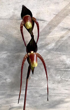 Paphiopedilum adductum species - paphiopedilum,