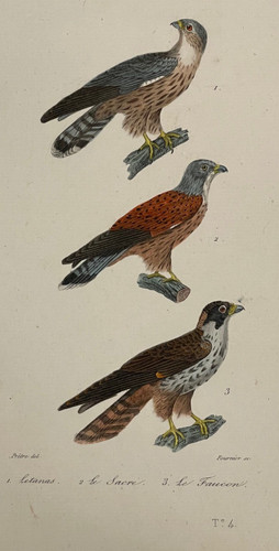 Gravure xixème planche - xixème,