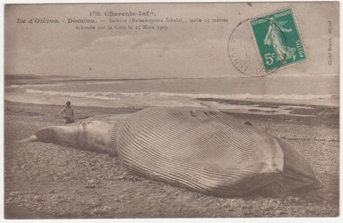 Cpa ile oleron - cpa,