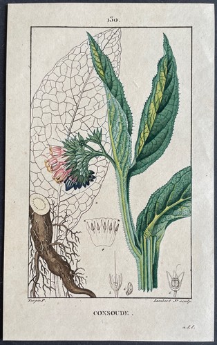 Flore médicale consoude - flore,