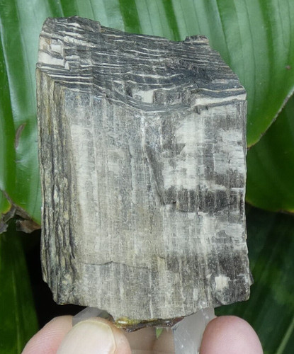 Jolie bois fossile - fossile, stries