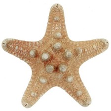 Etoiles de mer rhino protoreaster nodosus - Taille 4 à 6 cm - Lot de 10