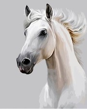 Peinture par numéros cadre en bois cheval blanc