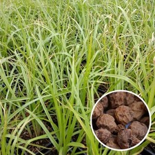 Cyperus esculentus - Amande de terre - Souchet comestible
