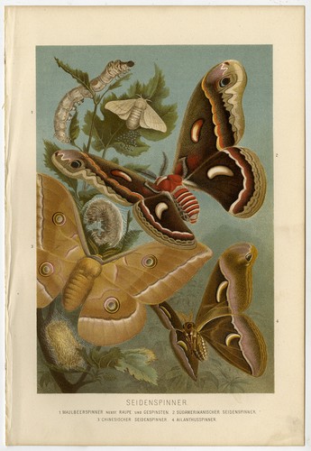 Antique print butterfly silk - antique, print-butterfly-silk