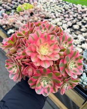 Aeonium pink witch rare - aeonium, (rare