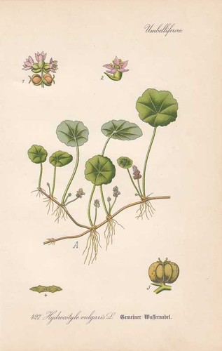 Hydrocotyle vulgaris - hydrocotyle,