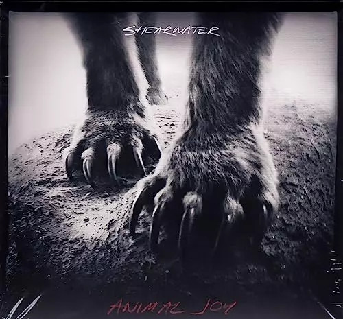 Animal joy shearwater - animal, joy,