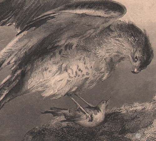 1855 belle gravure faucon - belle,