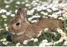 Animaux - Lapins - CPM - Voir