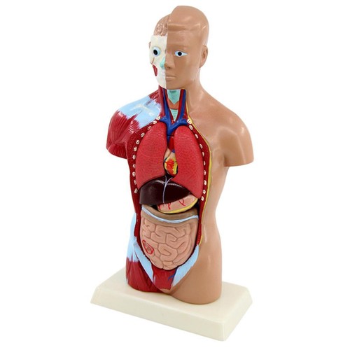 Torse humain corps anatomie - humain,