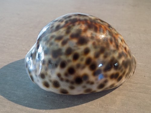 Coquillage new cypraea - :,