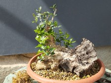 Bonsaï olivier 28 x 20 cm en