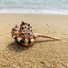 Tout Naturel Pipe Coque Conque