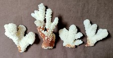 Lot 4 véritable corail blanc