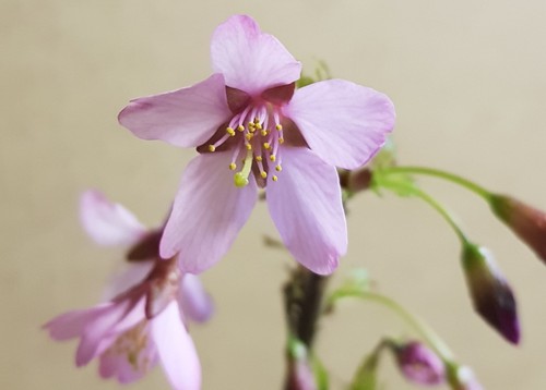 Prunus incisa paean - incisa, 'paean'