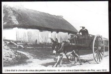 1995  --  ATTELAGE A ANE SAINT HILAIRE DE RIEZ  . 3T646