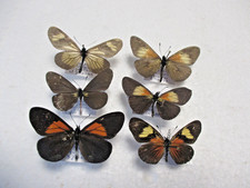 Entomologie Nymphalidae Actinote  6 specimens déterminés Equateur