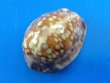 Cypraea depressa Tahiti 31,6mm GEM n3