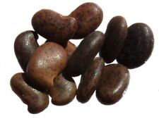 Robinier Faux-Acacia - Robinia Pseudoacacia - SEM05