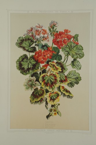 Lithographie couleur originale