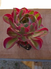 Aeonium pink witch - pink,