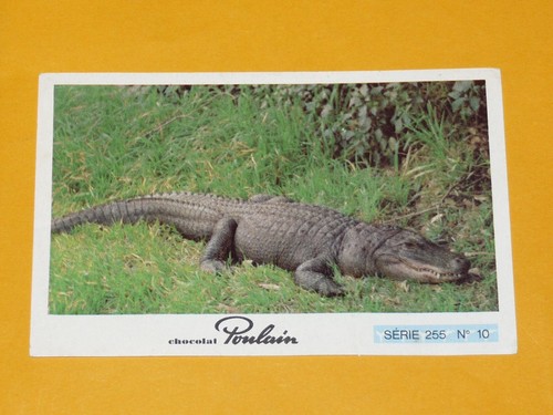 Image chocolat poulain animaux - chocolat,