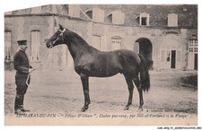 CAR-AFQP1-0026-61 - LE HARAS-DU-PIN - Prince william - Etalon pur-sang - Par b