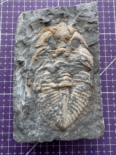 Fossile authentique trilobite - fossile,