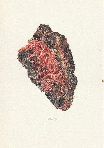 Planche 100 histoire naturelle - planche,