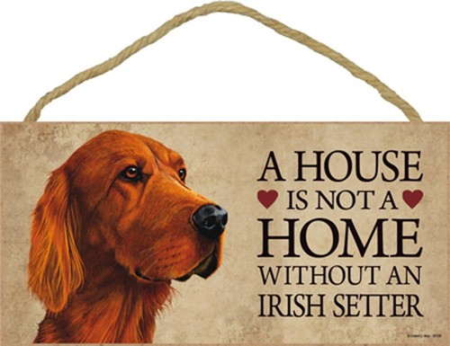 Irlandais setter intérieur - irlandais,