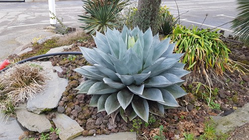 Agave ovatifolia godet - agave,